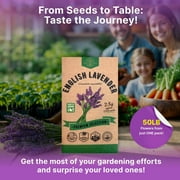 Organo Republic English Lavender Seeds 2.5 g – 2,200 Non‑GMO Heirloom Lavender Seeds – Indoor and Outdoor Herb Seed Packet for Home Garden, Aromatherapy & Pollinator Planting