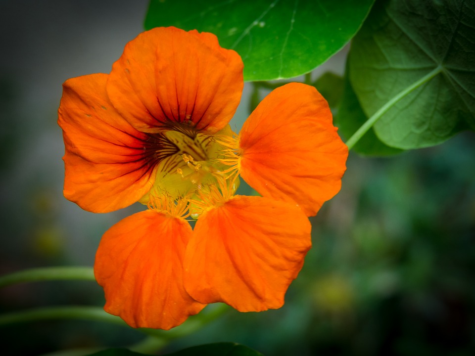 Edible Orange Flower Summer Bloom Blossom20 Inch By 30 Inch Laminated