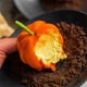 thumbnail image 4 of Moldes Para Pasteles de calabaza ANGGREK de silicona 6 Cavidades, 4 of 8