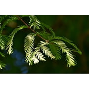 Dawn Redwood | Medium Tree Seedling | The Jonsteen Company