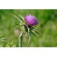 thumbnail image 5 of Herb To Body Blessed Thistle C/S (Cut & Sifted) | Cnicus Benedicus | Wildcrafted | 4oz, 5 of 6