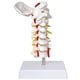 thumbnail image 1 of Model of cervical spine, lifesize with vertebrae, nerves and occipital plate, 1 of 5