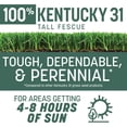 thumbnail image 3 of Pennington 100% Kentucky 31 Tall Fescue Grass Seed, for Sun to Partial Shade, 20 lb. 1 Bag, 3 of 14