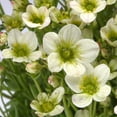 thumbnail image 4 of Better Homes & Gardens 2.5 Quart Multicolor Saxifraga Perennial Outdoor Live Plants Partial Sun, 4 of 4
