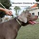 thumbnail image 5 of Truelove Pet Training Leash and Collar Durable Slip Lead Dog Leash Heavy Duty Comfortable Strong Rope Leash No Pull Pet TLL2575 ShopWise Round, 5 of 15