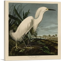 ARTCANVAS Snowy Heron - White Egret Canvas Art Print by John James Audubon - Size: 36" x 36" (0.75" Deep)