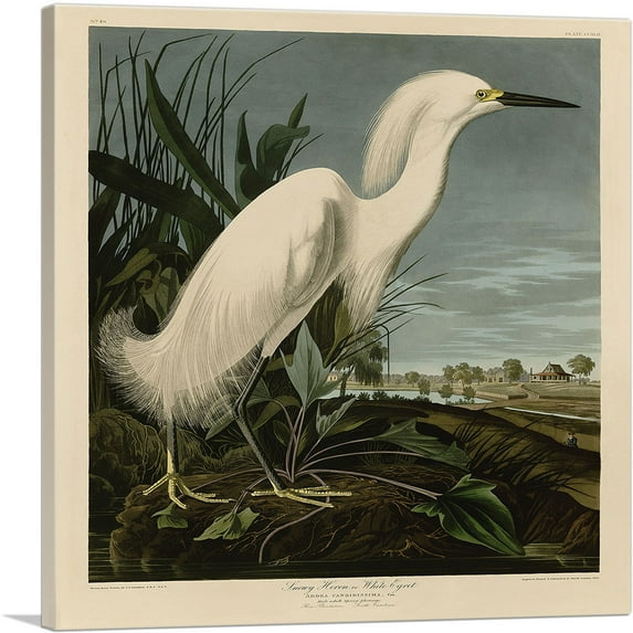 ARTCANVAS Snowy Heron - White Egret Canvas Art Print by John James Audubon - Size: 18" x 18" (1.50" Deep)