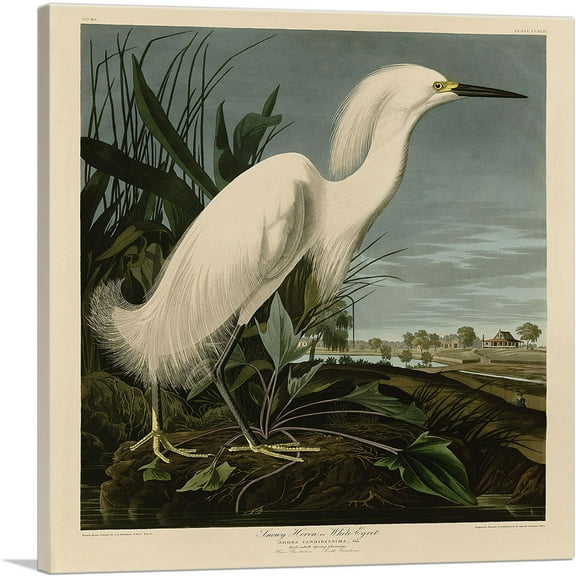 ARTCANVAS Snowy Heron - White Egret Canvas Art Print by John James Audubon - Size: 18" x 18" (0.75" Deep)