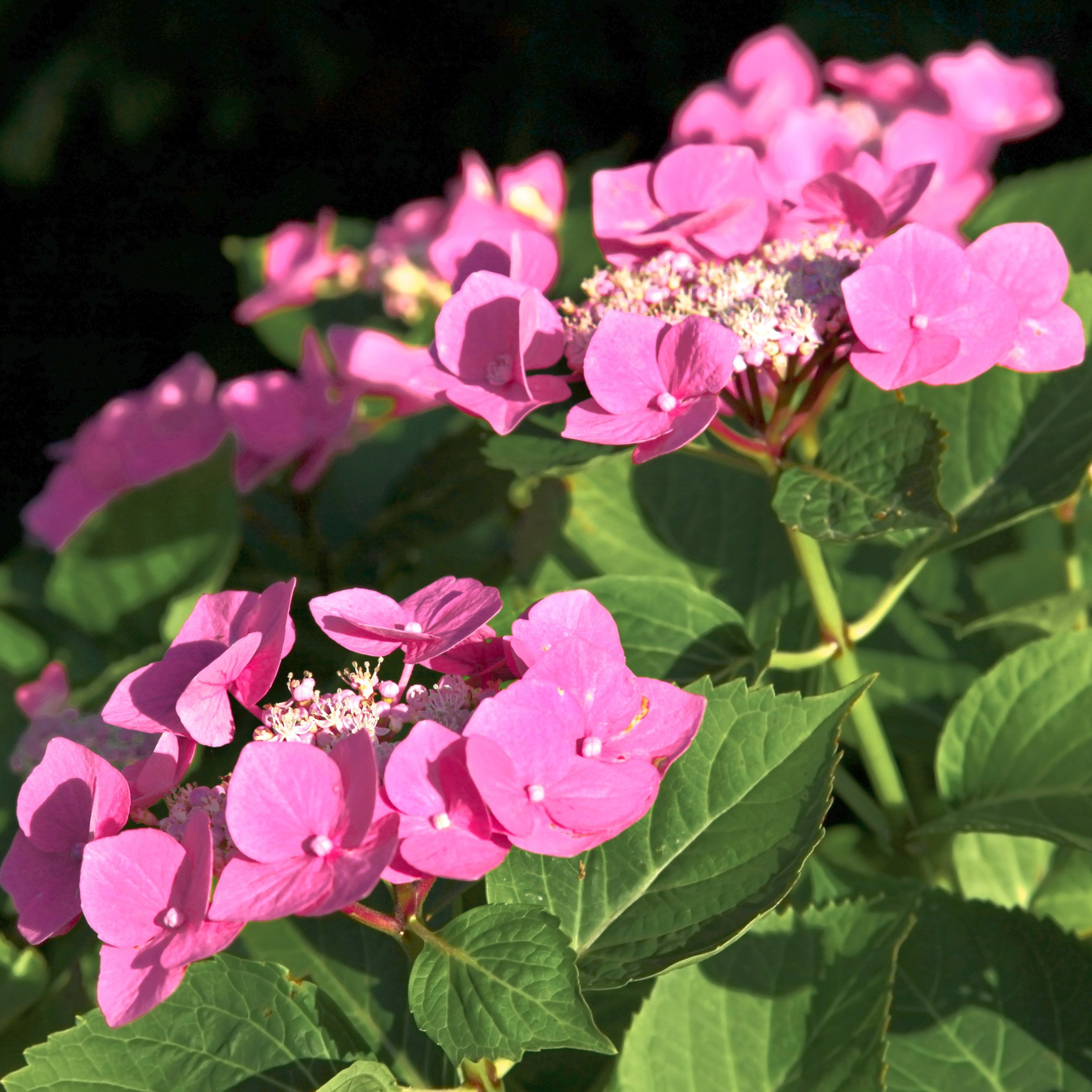 National Plant Network 4 in. Hydrangea Preziosa (3-Pack)