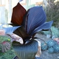 thumbnail image 3 of Altman Plants Black Tropicanna Canna Lily | Flowering Perennial Plant | 4qt. Grow Pot; Full Sun, 3 of 9