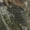 Atera Camo, variant on Bone Collector Men's CVC Cargo Pants, S-2XL