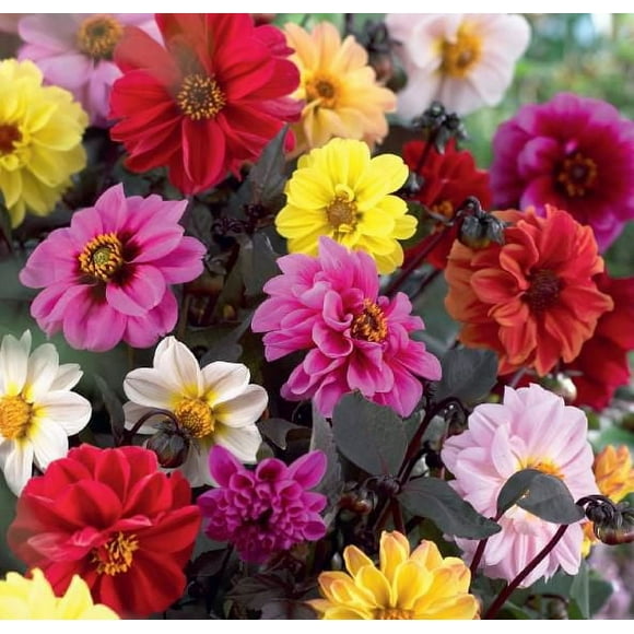 Dahlia Peony Classic Assorted, Dahlia Peony Classic Assorted 3 Bulbs