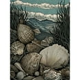 thumbnail image 1 of Seashells by the Shore Modern Coastal Illustration Unframed Wall Art Print Poster Home Decor Premium, 1 of 5