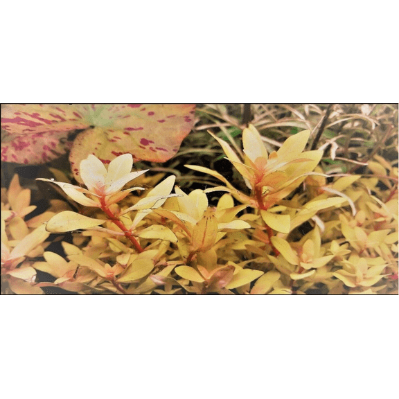 Nesaea Pedicellata ‘Golden’ Live Aquarium Plant – Fresh Bunch Aquatic Stem Plant for Planted Fish Tanks