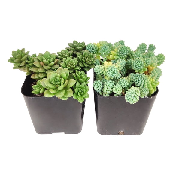 Sedum Succulent Pack 2 Succulents
