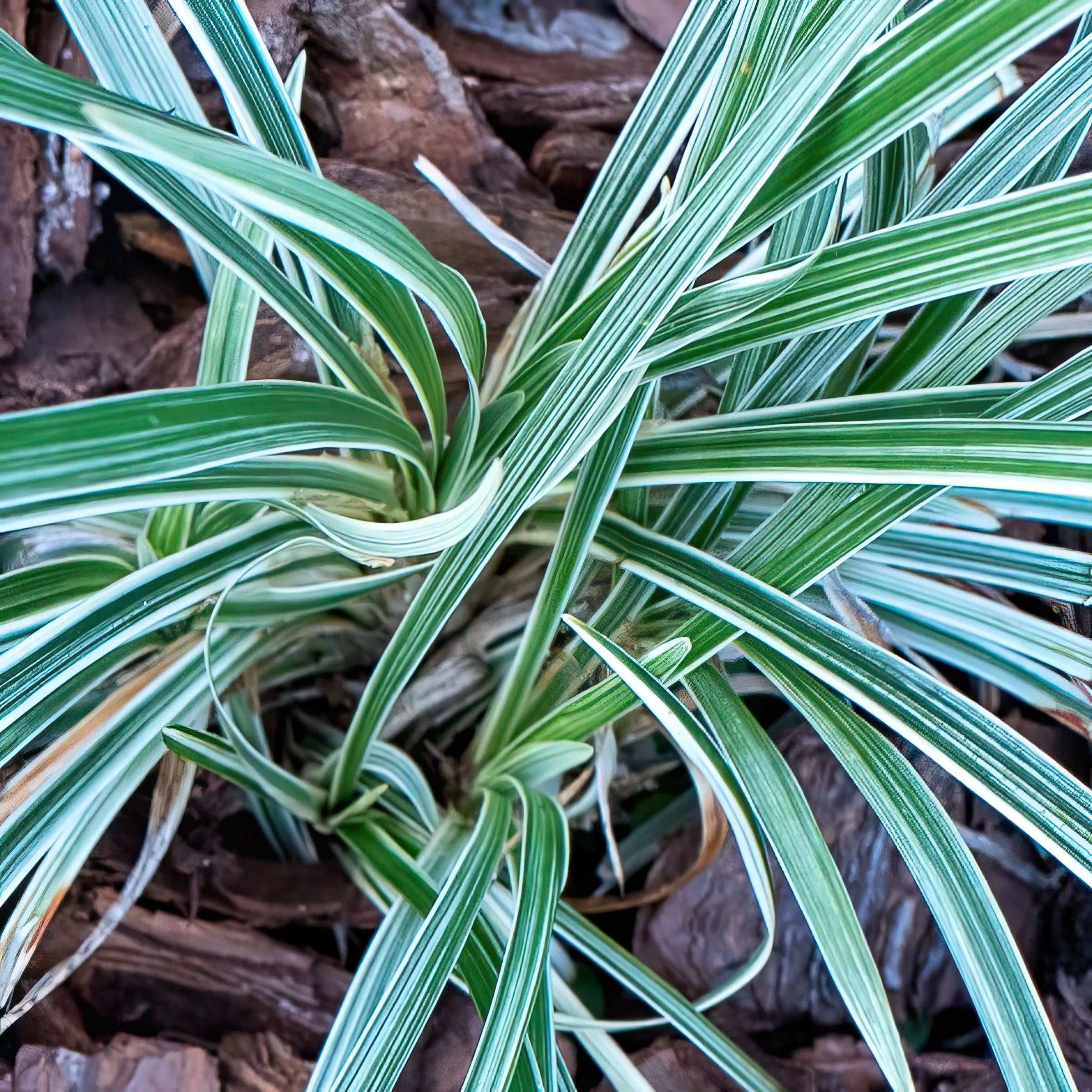 National Plant Network 4 in. Liriope Aztec Grass (16-Pack)