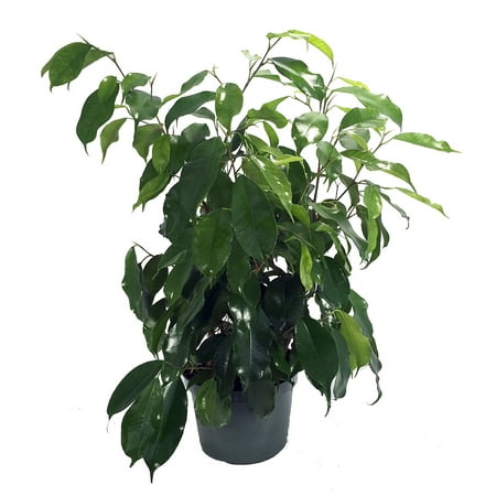 Dwarf Weeping Trees - Spire Columnar Weeping Fig Tree - Ficus benjamina - Easy to Grow - 6