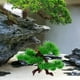 thumbnail image 3 of Bonsái artificial para acuario, rocalla, pino artificial, decoración de plantas, accesorios pequeños para acuarios., 3 of 3