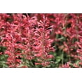 thumbnail image 3 of 30 Red AGASTACHE HEATHER QUEEN Hummingbrid Mint Hyssop Flower Herb Seeds, 3 of 10