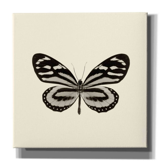Epic Graffiti 'Butterfly VIII B&W' by Debra Van Swearingen, Canvas Wall Art, 26"x26"