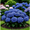 Blue, variant on Hydrangea Shrub, Shade Plant for Gardens-Easy Grow-Low Maintenance-Ideal for Beds Borders, Plant Pots & Planters