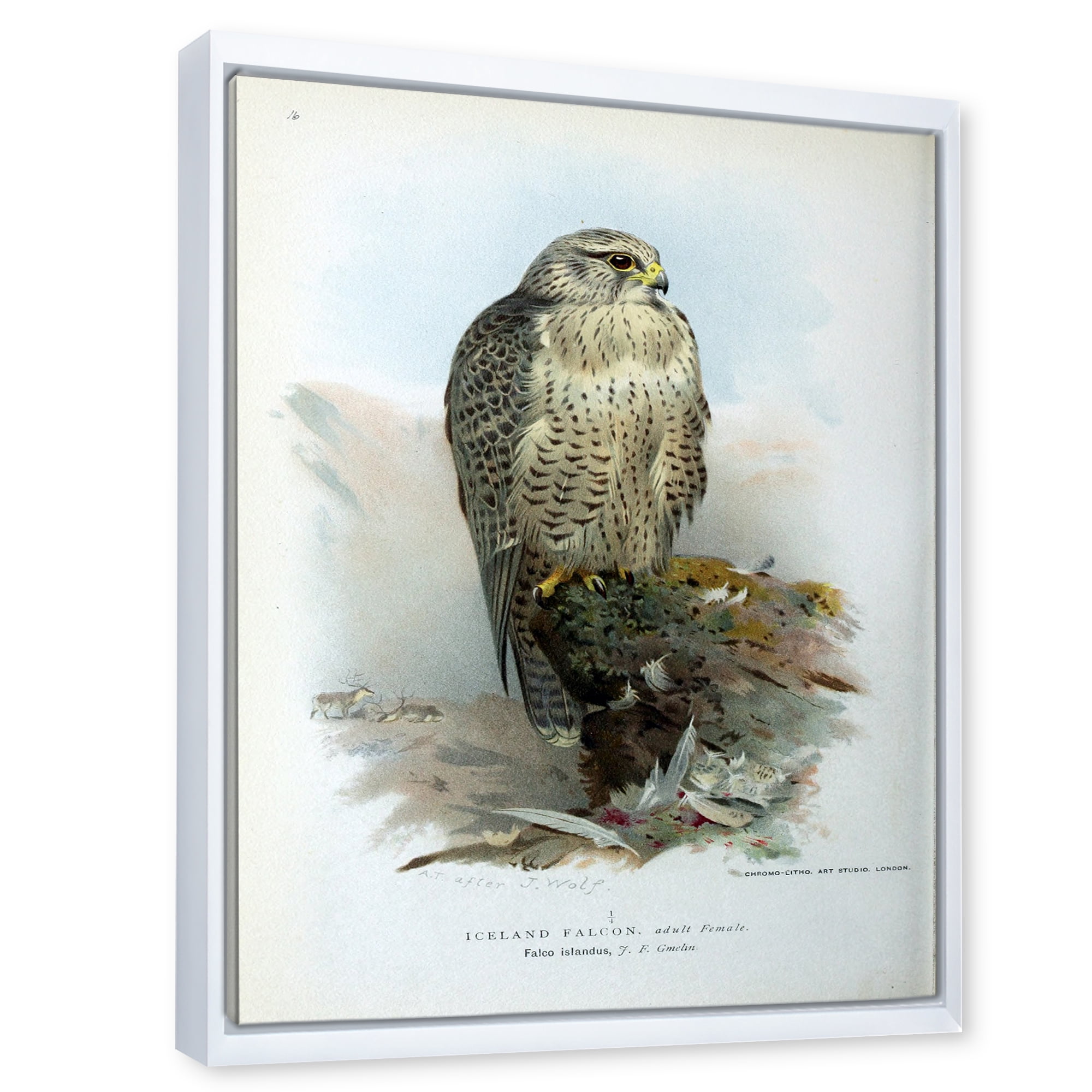 Designart 'Ancient Bird Life V' Traditional Framed Canvas Wall Art Print