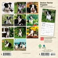 thumbnail image 2 of Chiots Boston Terrier 2026 Mini 7x7, 2 of 3