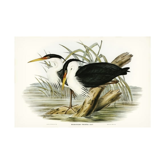 Trademark Fine Art Elizabeth Gould Waterbird Pairing II Canvas Wall Art