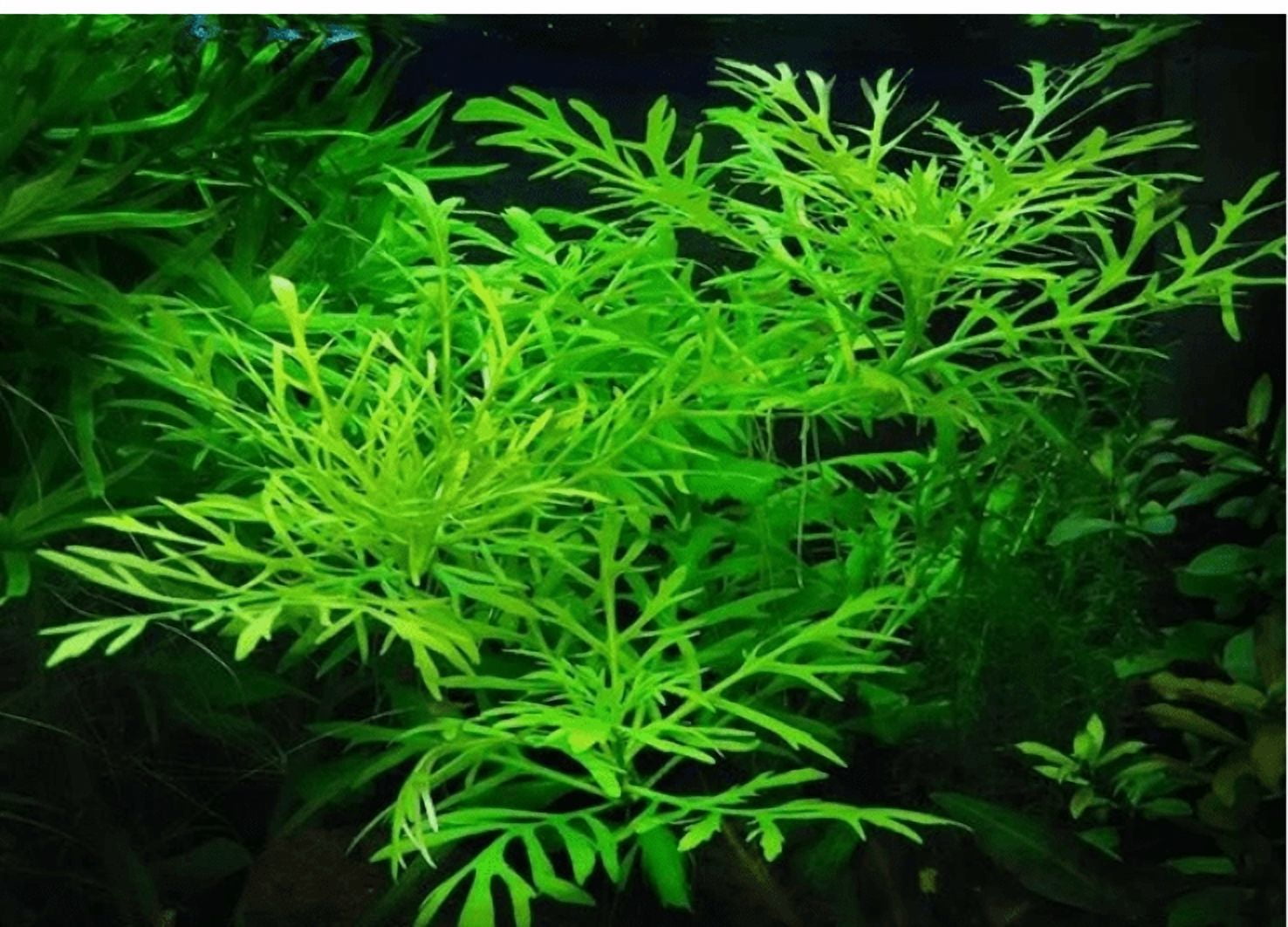 Hygrophila Difformis (Water Wisteria) – Live Aquarium Plant Bunch for Freshwater Tanks