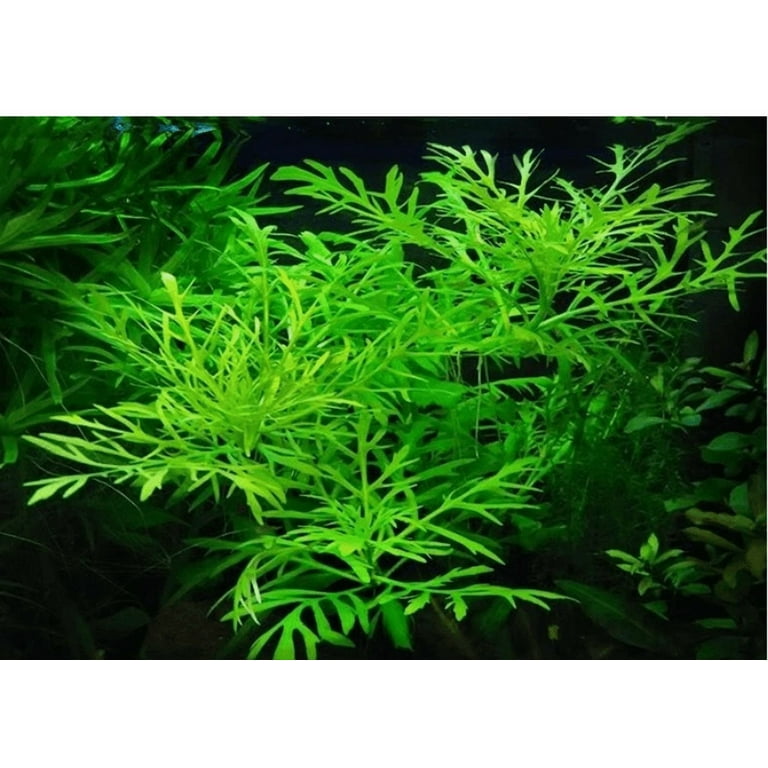 Aquatic Plants Water Wisteria Live Aquarium Plant - Easy Care Bundle 5-6  Inches For Betta, Shrimp & Community Tanks
