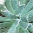 thumbnail image 3 of Pearson, Debbie 15x15 Black Modern Framed Museum Art Print Titled - Succulent Memory 2, 3 of 5