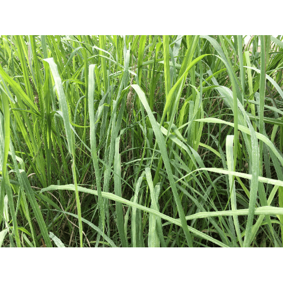 Citronella Plant Seeds