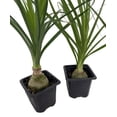 thumbnail image 2 of Ponytail Palm - 2 Plants - 3" pots - Beaucarnea - Great Indoors!, 2 of 2