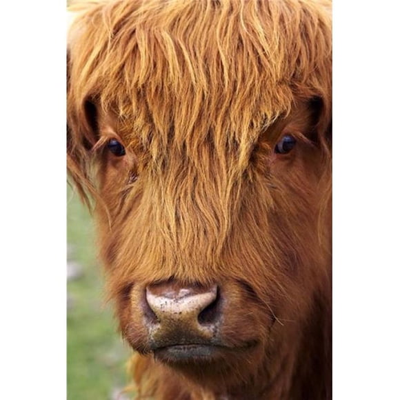 Posterazzi PDDAU02DWA0229 Scottish Cow Deer Park Heights Queenstown South Island New Zealand Poster Print by David Wall