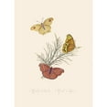 thumbnail image 2 of Edward Donovan 11x14 Gold Ornate Wood Frame and Double Matted Museum Art Print Titled - An Epitome of the Natural History of the Insects of New Holland, New Zealand Pl.22 (1805), 2 of 4