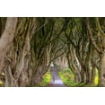 thumbnail image 2 of Haney, Chuck 14x11 Gold Ornate Wood Framed with Double Matting Museum Art Print Titled - The Dark Hedges in Northern Ireland, 2 of 4