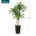 thumbnail image 2 of 6ft UV Resistant Artificial Dracaena Tree with Brown Tall Planter, Pre Potted Fake Plants for Indoor Outdoor Home Decor, Big Faux Tree Fake Plants for Office House Decor, 2 of 10