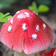 thumbnail image 2 of Mosey Mushroom Statue Cute  Miniature Mushroom Figurine Ornaments Long Service Life Excellent for Yard, 2 of 7