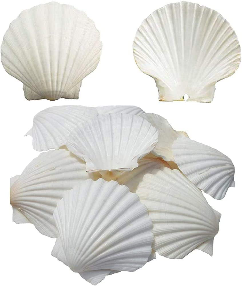 HomeDecor 4-5 Inches Baking Shells Large Natural White Scallops From Sea Beach Large Scallop Shells For DIY Craft 