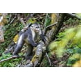 thumbnail image 2 of Looney, Hollice 18x13 Gold Ornate Wood Framed with Double Matting Museum Art Print Titled - Asia-China-Tacheng-Yunnan Black Snub-Nosed Monkey, 2 of 4
