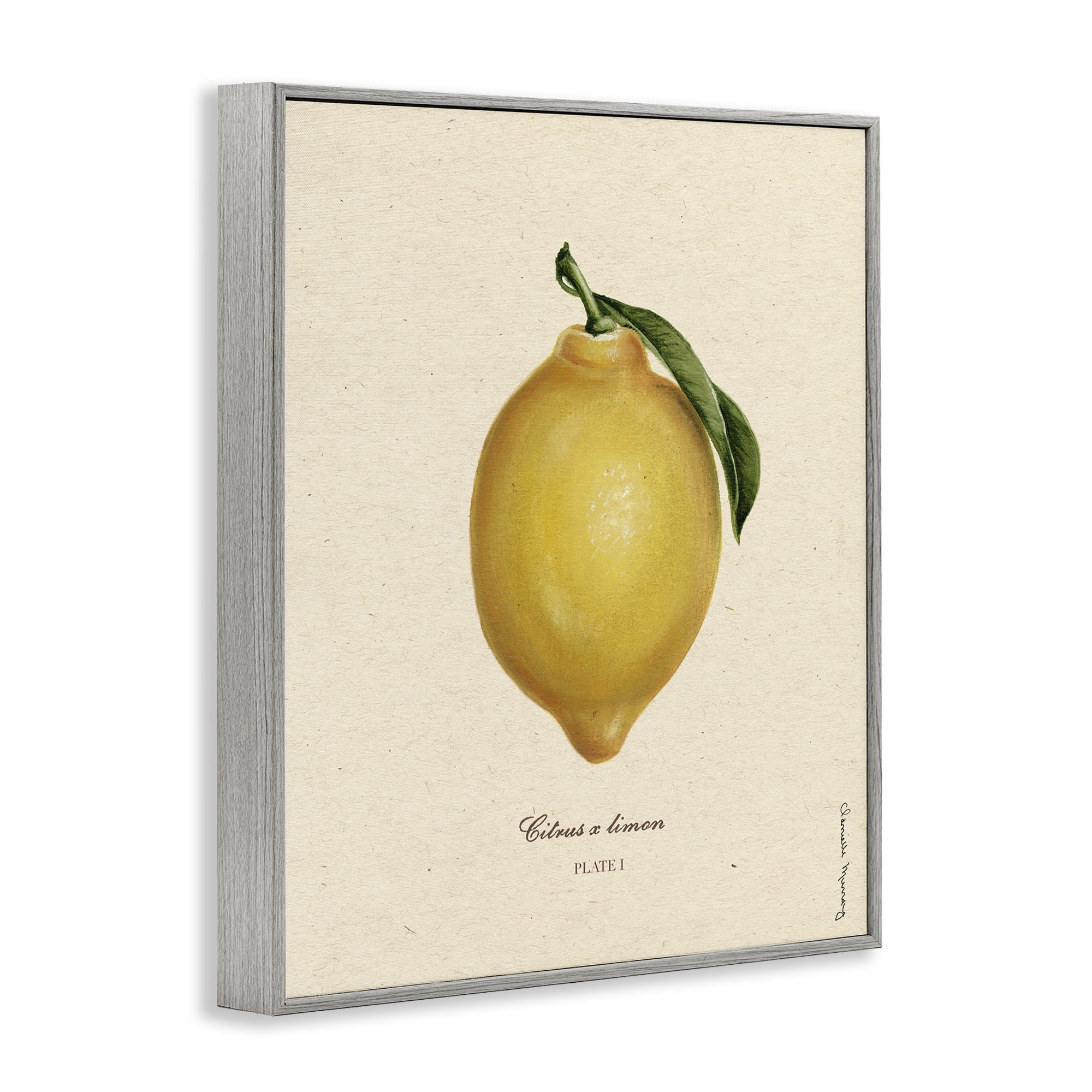 Stupell Industries Lemon Fruit Portrait Gray Framed Giclee Art, design by Danielle Murray