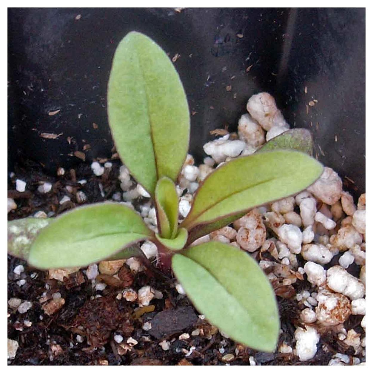 Everwilde Farms - 1/4 lb Soapwort Garden Flower Seeds - Gold Vault Bulk Seed Packet