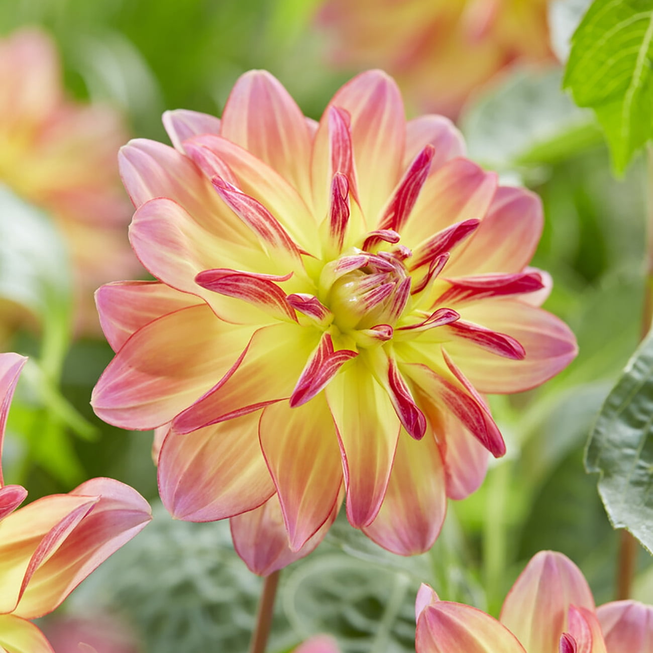 Van Zyverden Dahlias Pacific Ocean, 3 Bulbs, Multi-color, Full Sun, Annual, Flowering