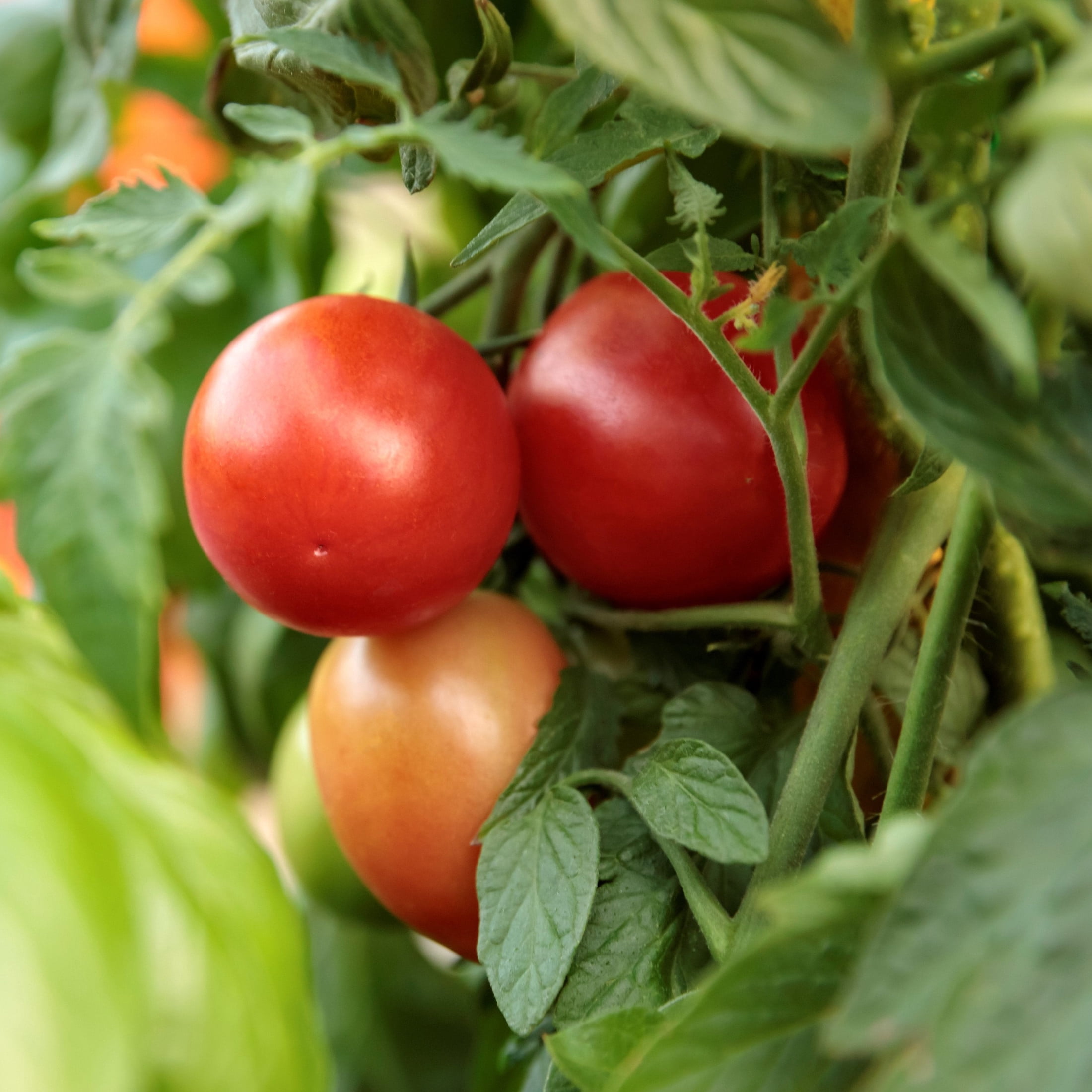 Proven Winners 4" Tempting Tomatoes Garden Gem Snack Tomato Live Plant in 4.25" Pot (4 Count)