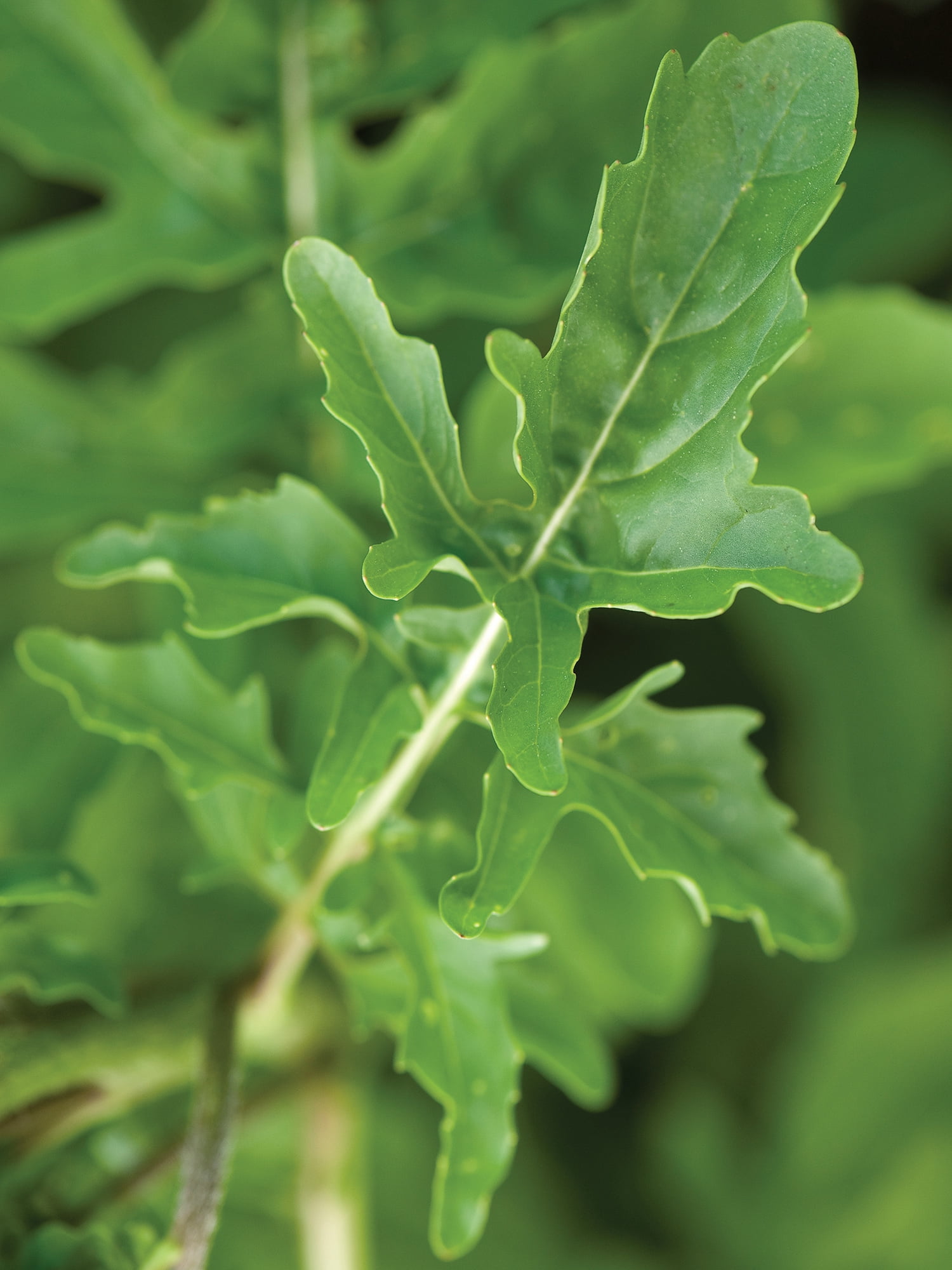 Burpee Rocket Arugula Annual Vegetable Seed, 1-Pack, Full Sun