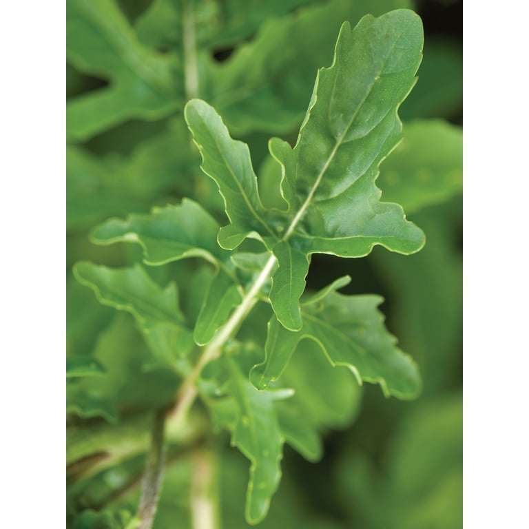 dap plant Buy Organic Prom DAP Fertilizer Online in India