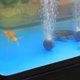 thumbnail image 3 of Bomba de aire Irfora Aireador de tanque de peces con bomba de aire solar de 6V 3.5W con acuario de doble tubo y piedra de aire Irfora Bomba de aire, 3 of 7