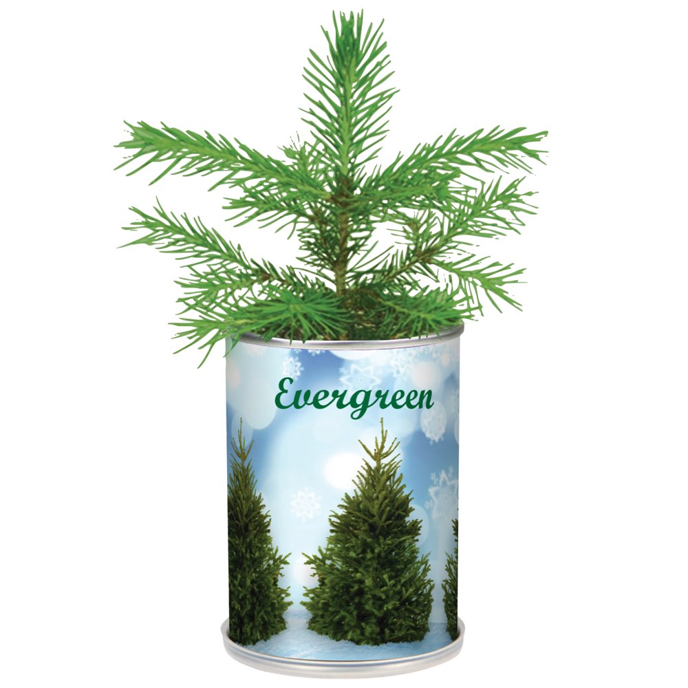 Miniature Real Evergreen Christmas Tree In a Can Plant