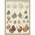 thumbnail image 2 of Vision Studio 19x24 White Modern Wood Framed Museum Art Print Titled - Seashell Synopsis I, 2 of 4