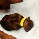thumbnail image 4 of BESTYASH 100Ud De Identificación Ajustables Para Mascotas Amarillos Collar Con Para Cachorros, 4 of 7